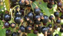 SCEPTREplus research on blackcurrant crops
